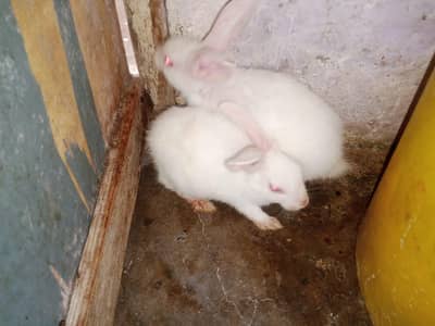 rabbit bunny pair