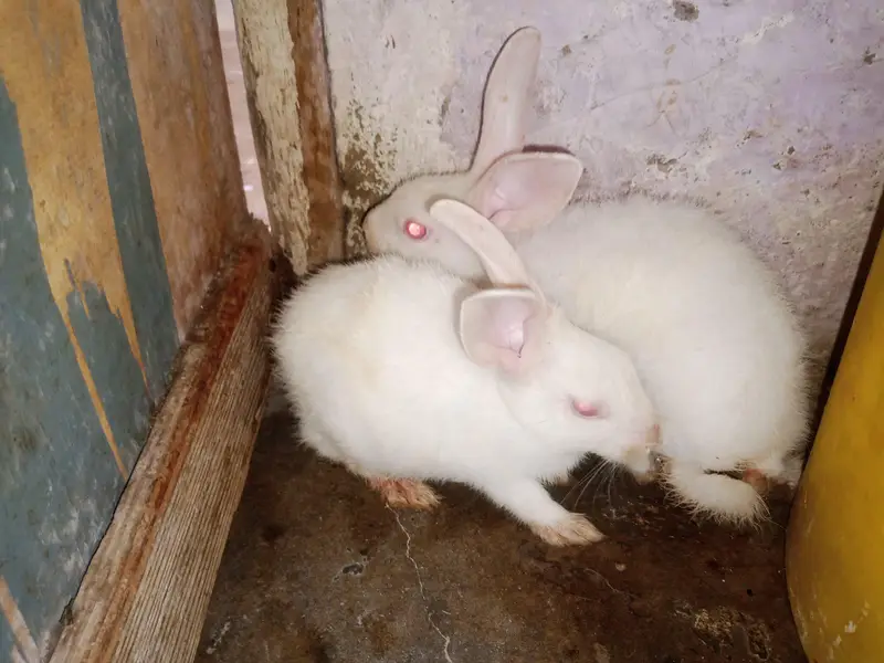 rabbit bunny pair — photo 2