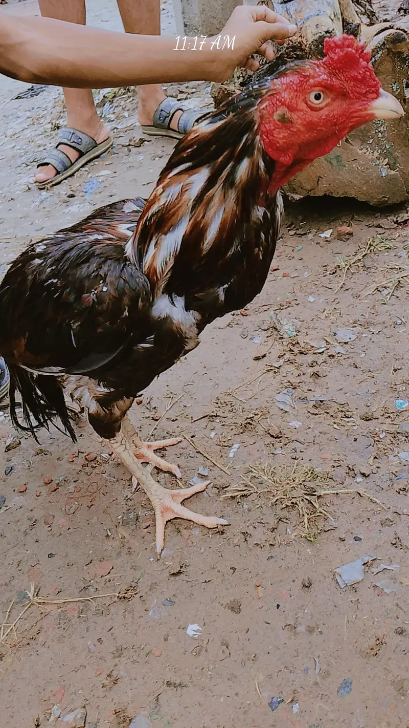 Aseel Murga — photo 3