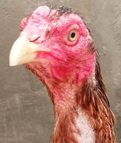 Healthy Hen for Sale
