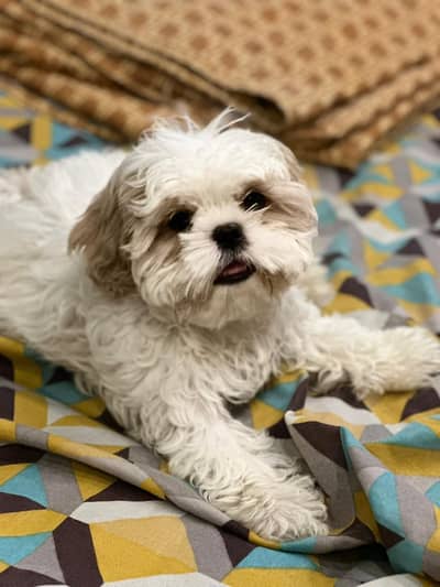 shitzu male pup for sale