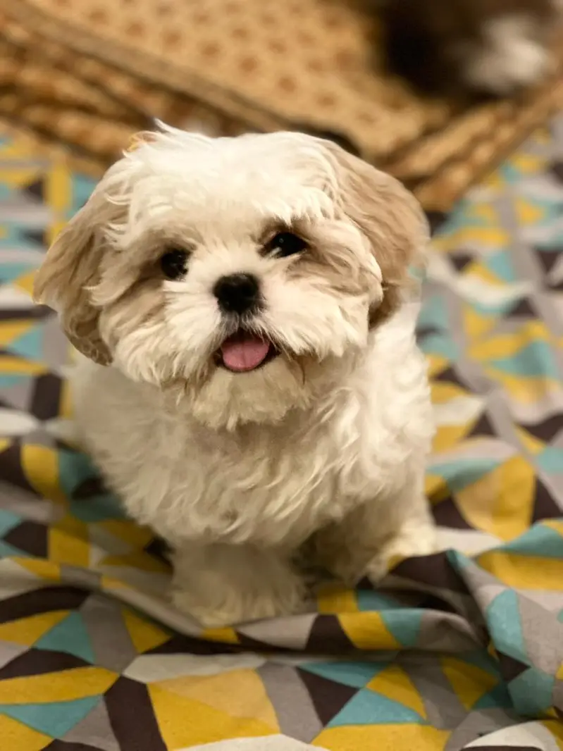 shitzu male pup for sale — photo 2