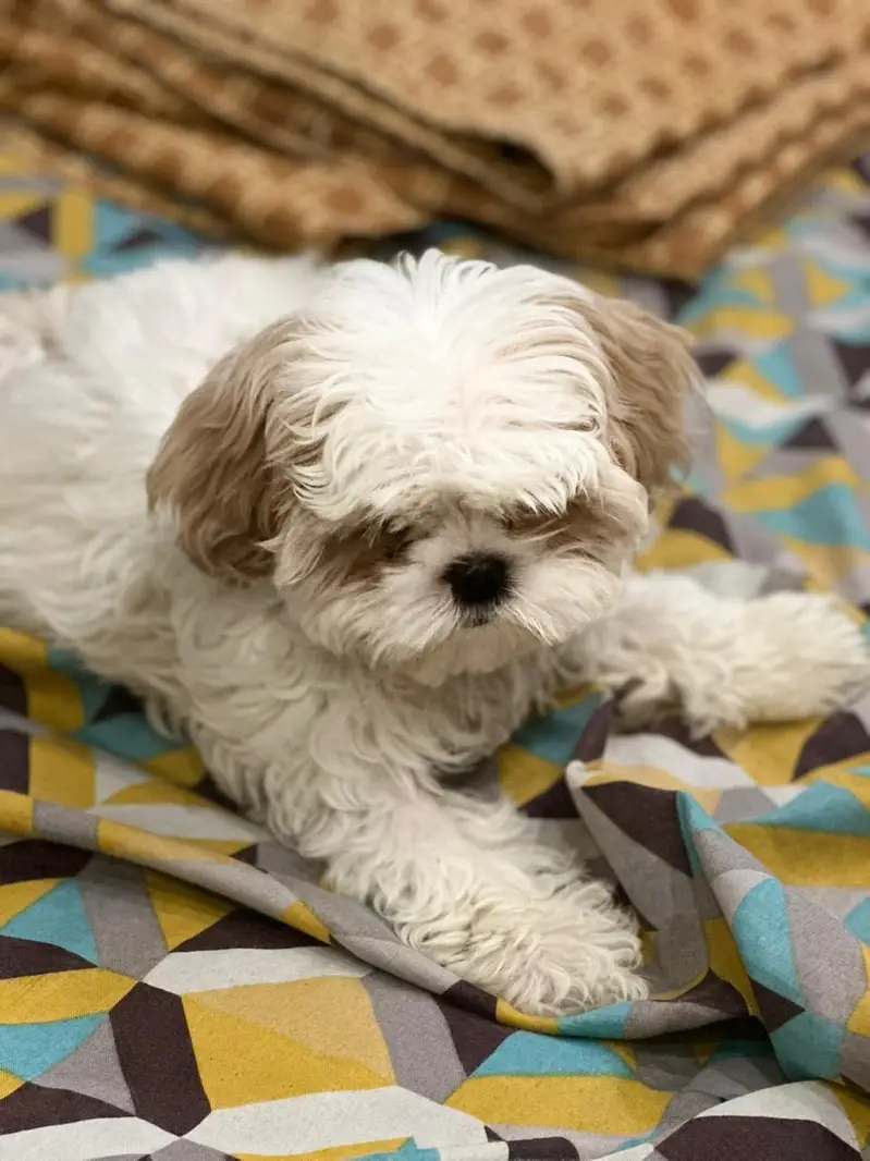 shitzu male pup for sale — photo 3