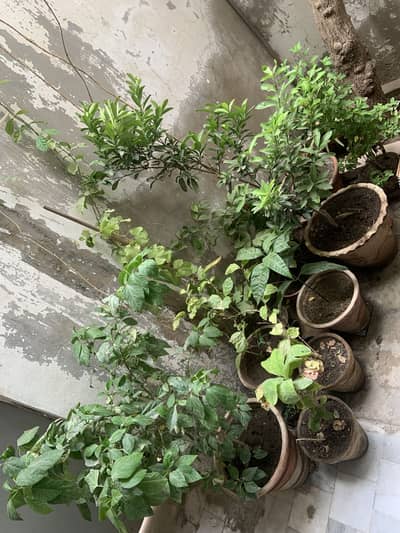 Urgent plant sell