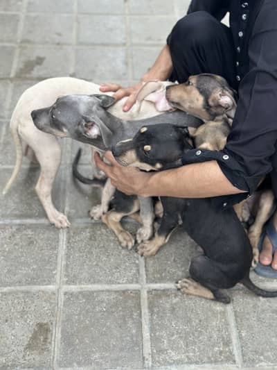 Bully pups for sale.