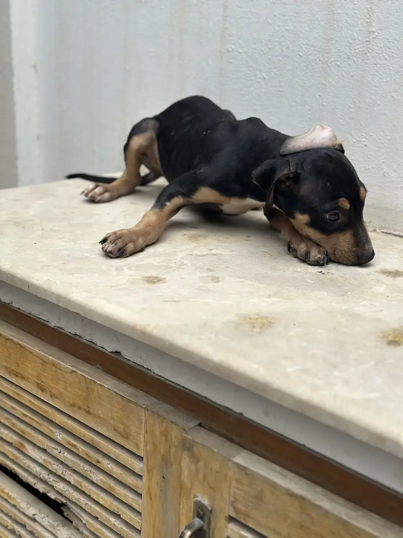 Bully pups for sale. — photo 2