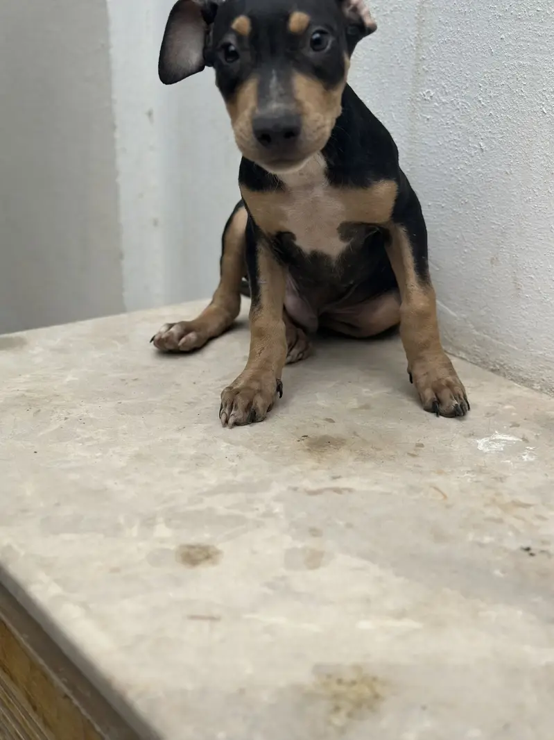 Bully pups for sale. — photo 3