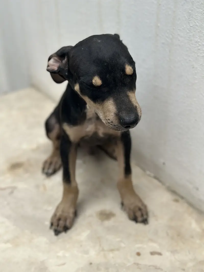 Bully pups for sale. — photo 4