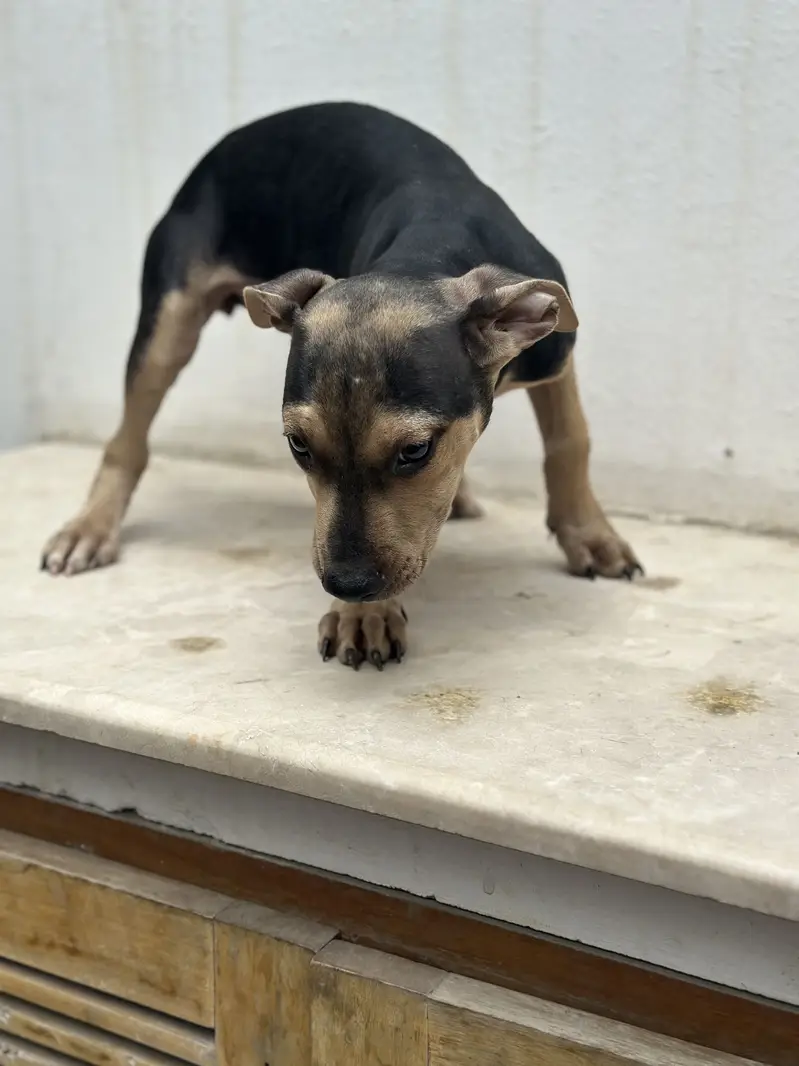 Bully pups for sale. — photo 5