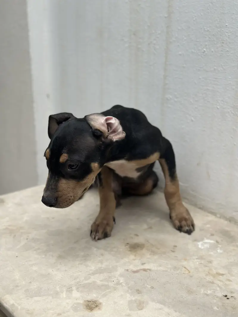 Bully pups for sale. — photo 6