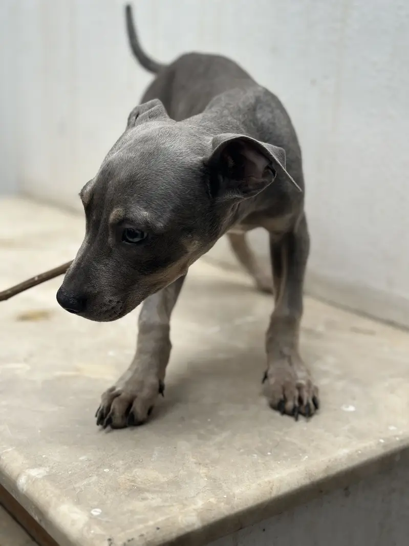 Bully pups for sale. — photo 7