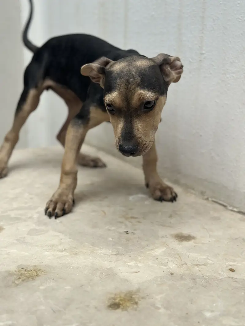 Bully pups for sale. — photo 8