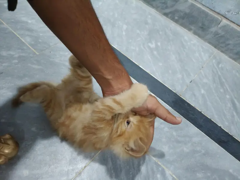 Persian cat Ginger 3month kitten trained healthy — photo 5