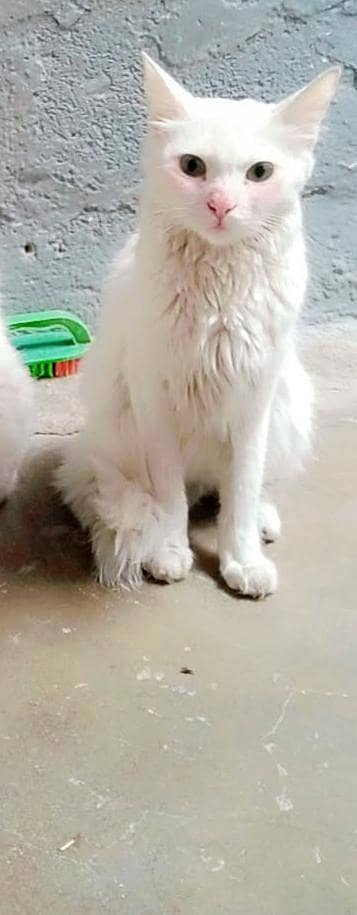 female cat