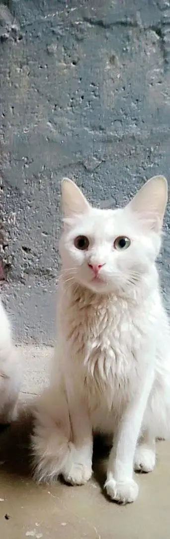 female cat — photo 2
