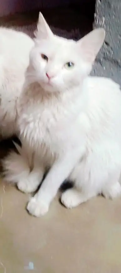 female cat — photo 3