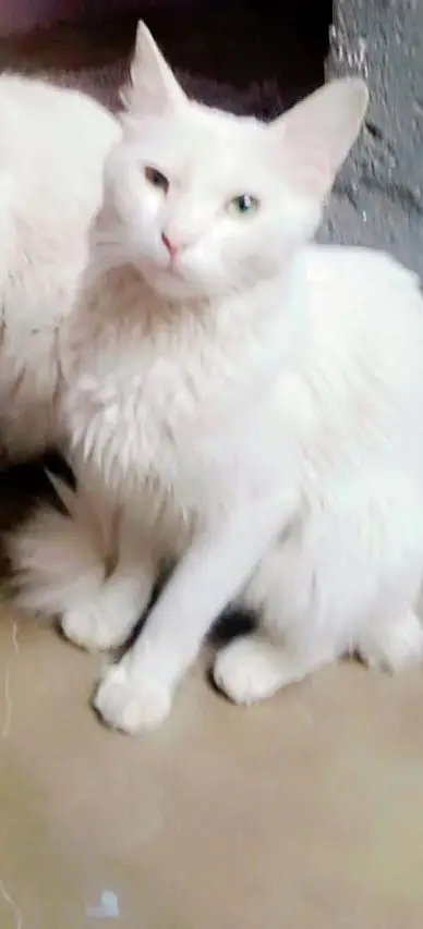 female cat — photo 4