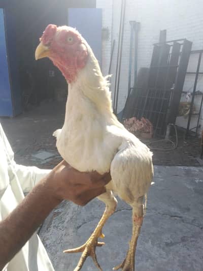 heera