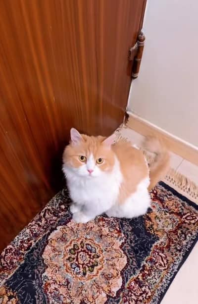 Breeder Persian Male cat