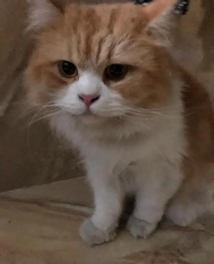 Breeder Persian Male cat — photo 3
