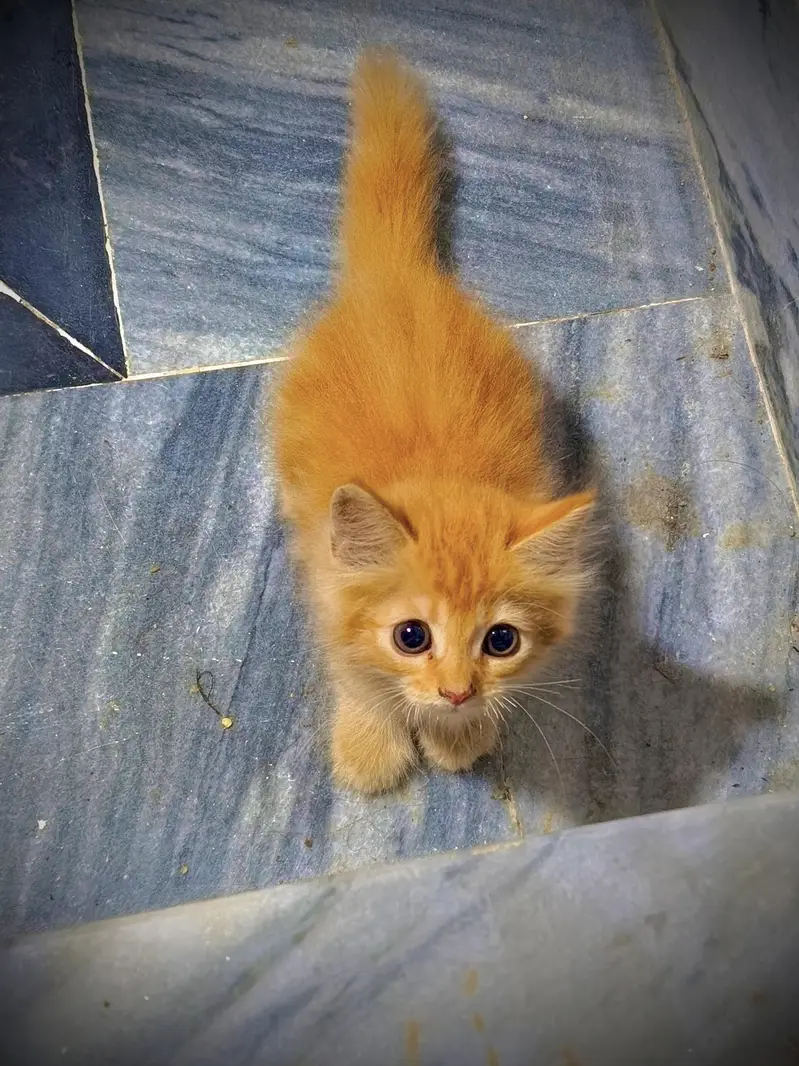 Persian cat Ginger 3month kitten trained healthy — photo 6
