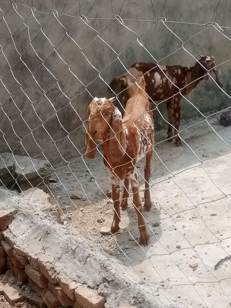 2 kids — photo 4