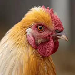 golden buff male for sale by weight all