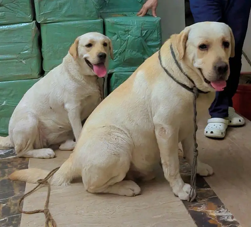 Labrador puppies | Labra dogs | American labra | british labra puppies