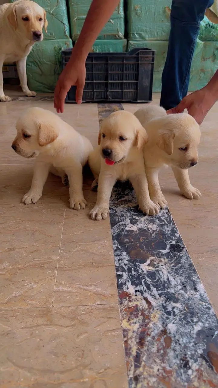 Labrador puppies | Labra dogs | American labra | british labra puppies — photo 2