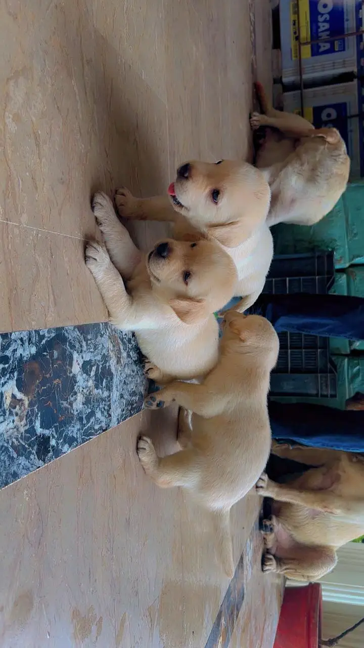 Labrador puppies | Labra dogs | American labra | british labra puppies — photo 3