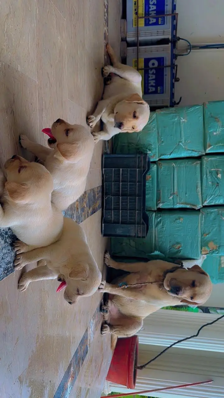 Labrador puppies | Labra dogs | American labra | british labra puppies — photo 4