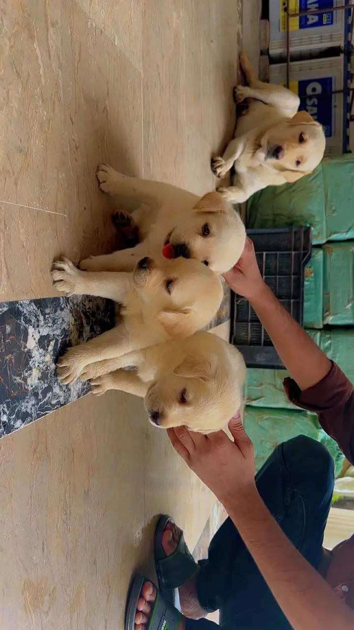 Labrador puppies | Labra dogs | American labra | british labra puppies — photo 5