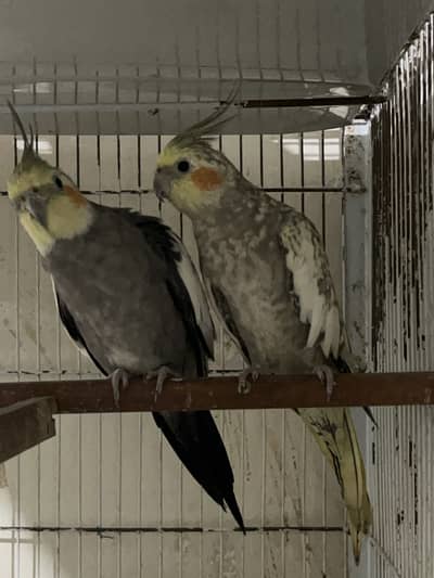 Grey cockatiel read description plzz