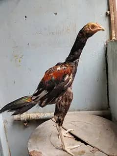 aseel patha for sale munasib rate per