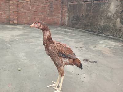 Healthy aseel murgi' home fresh laying egg hens quality aseel _good ac