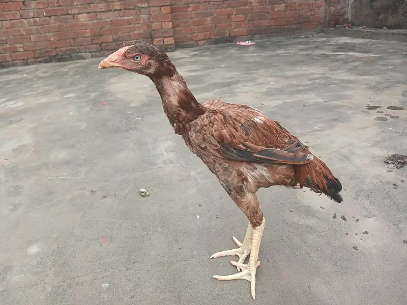 Healthy aseel murgi' home fresh laying egg hens quality aseel _good ac — photo 2