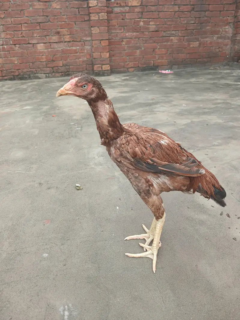 Healthy aseel murgi' home fresh laying egg hens quality aseel _good ac — photo 3