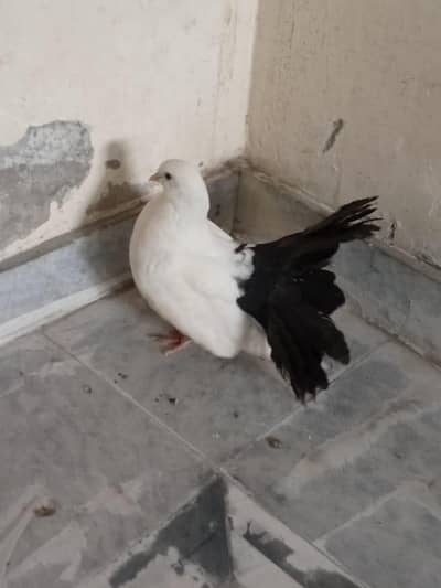 Black tail male available for sale