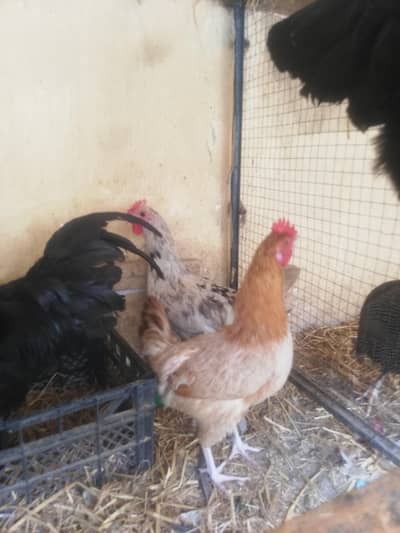 Egg laying hens