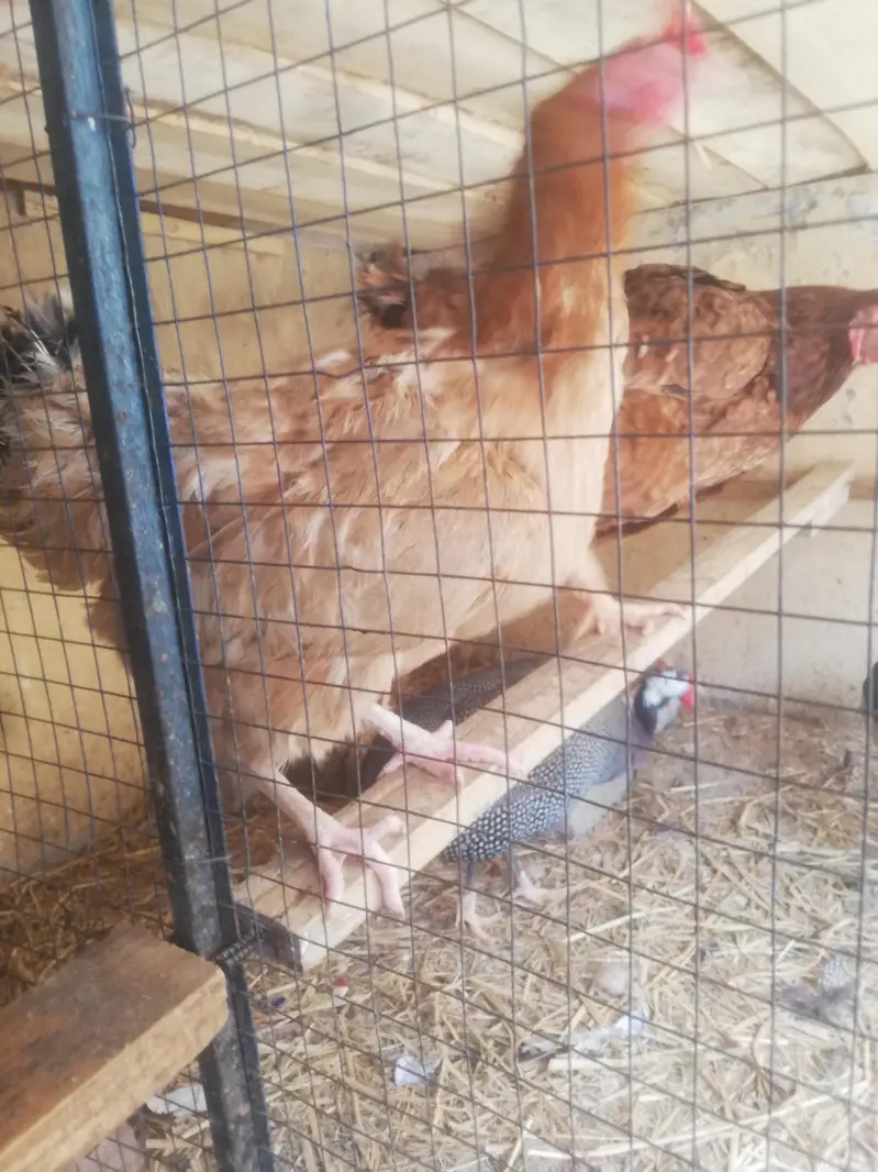Egg laying hens — photo 2