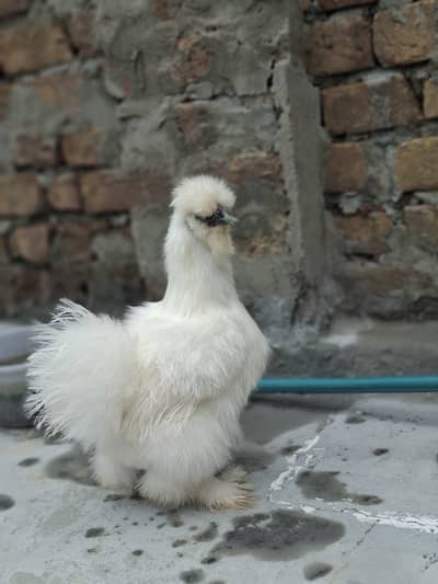 1 Male and 2 female (discount available)