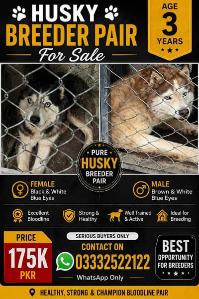 Husky Breeder Pair for Sale