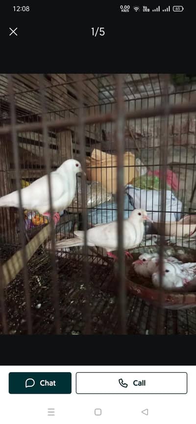 White Red Eyes Khumery Dove 100%Breder pair with 2 chicks For sale