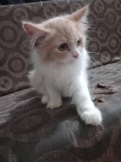 persian breed male cat with dual color and with extreme coat
