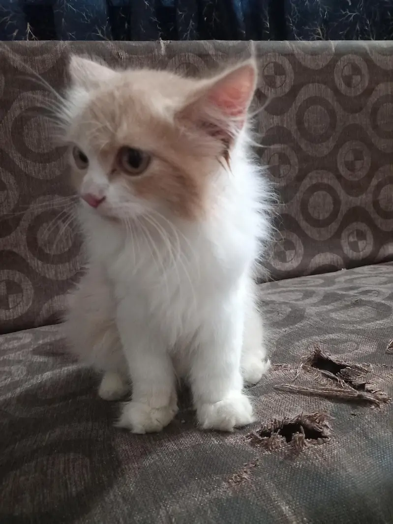 persian breed male cat with dual color and with extreme coat — photo 2