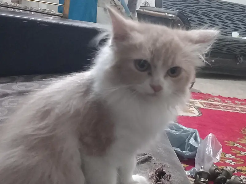 persian breed male cat with dual color and with extreme coat — photo 3