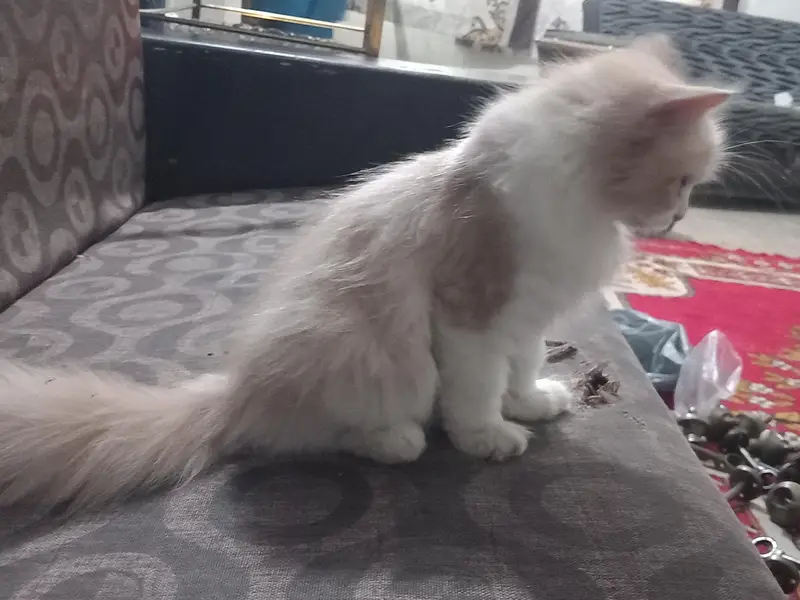 persian breed male cat with dual color and with extreme coat — photo 4