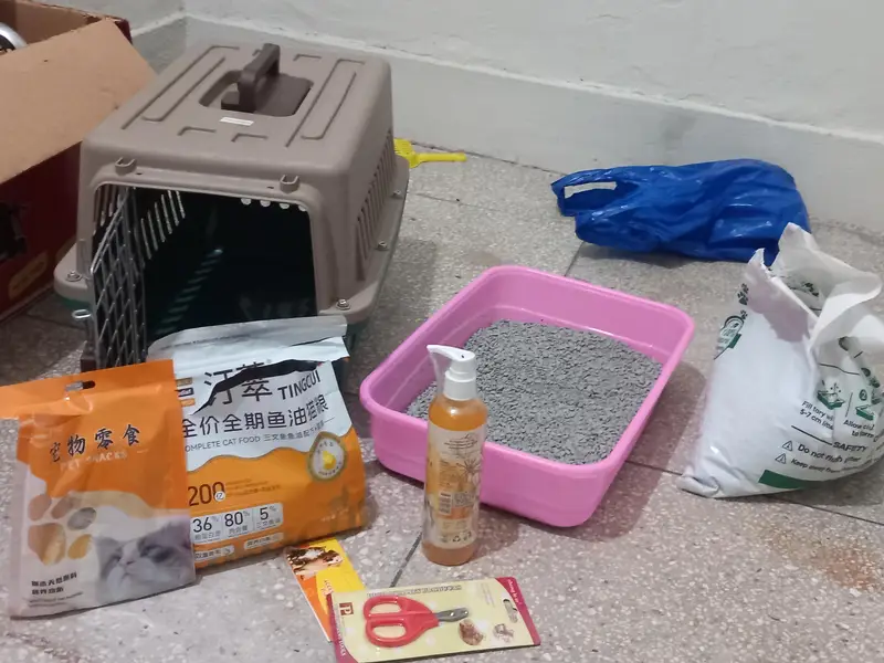 persian breed male cat with dual color and with extreme coat — photo 5