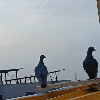  Breeder Pigeon Pair for Sale – Ready for Eggs 