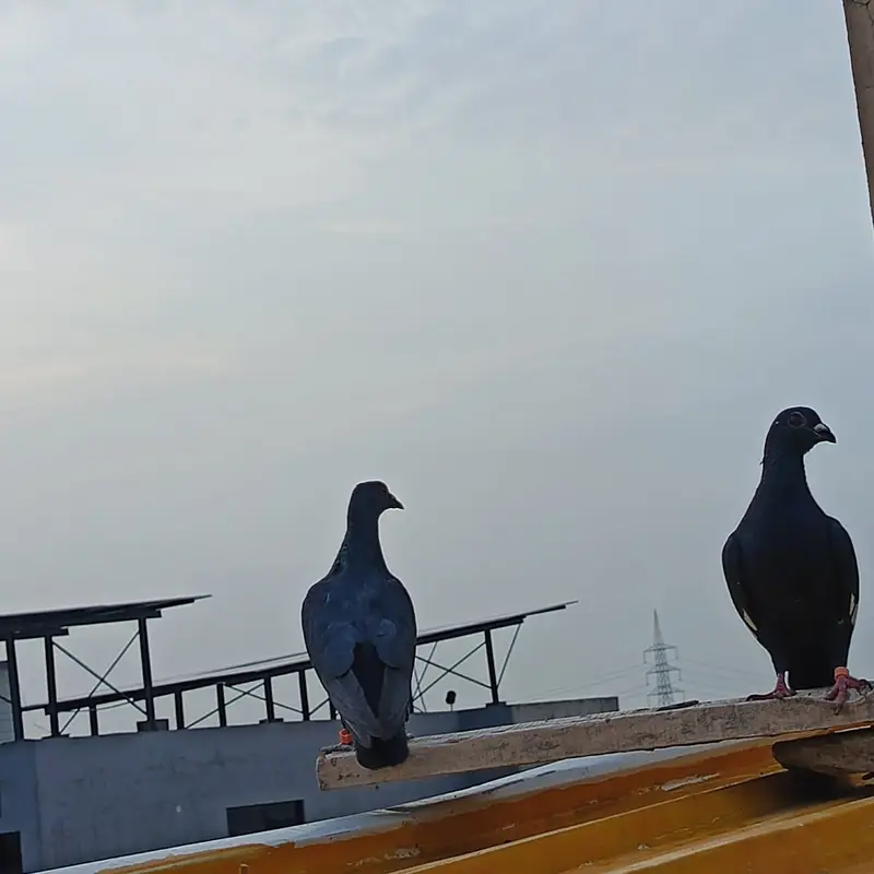  Breeder Pigeon Pair for Sale – Ready for Eggs 